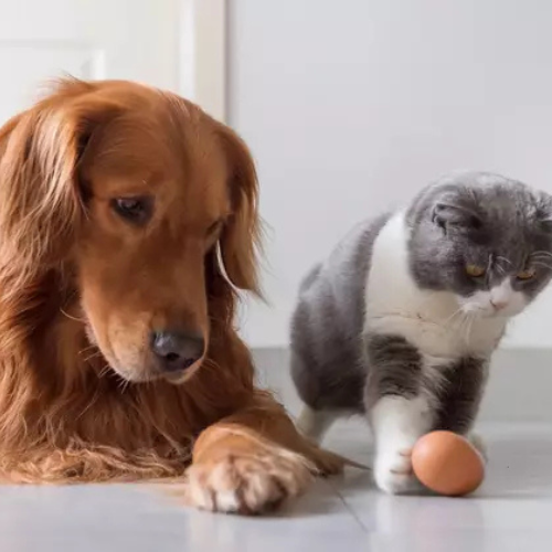 Mascotas Felices: